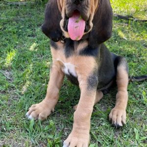 Gorgeous Bloodhound Puppies For Sale! 7 weeks old
