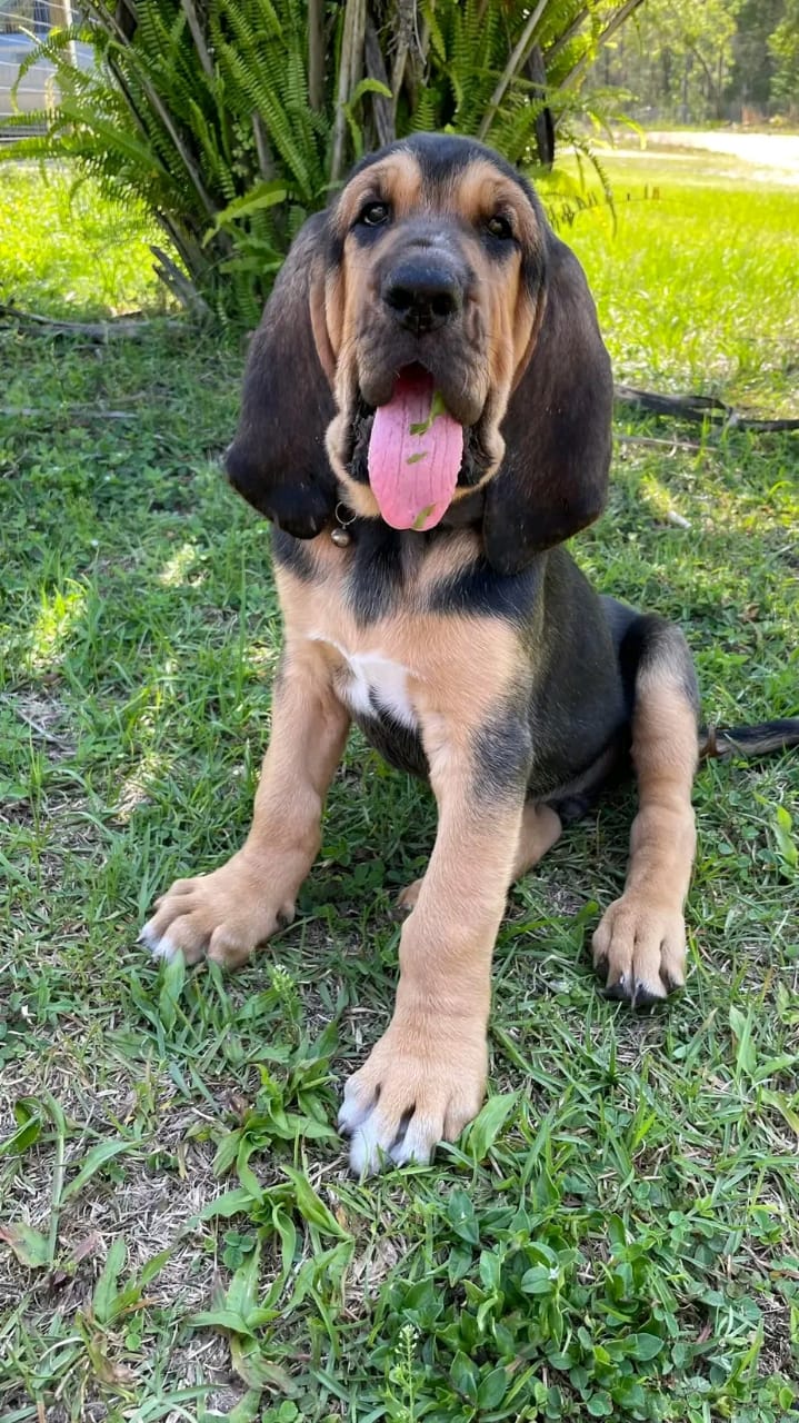 Gorgeous Bloodhound Puppies For Sale! 7 weeks old