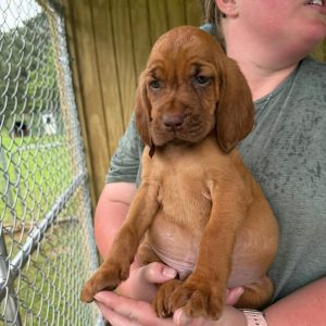 Gorgeous Bloodhound Puppies For Sale! 5 weeks old