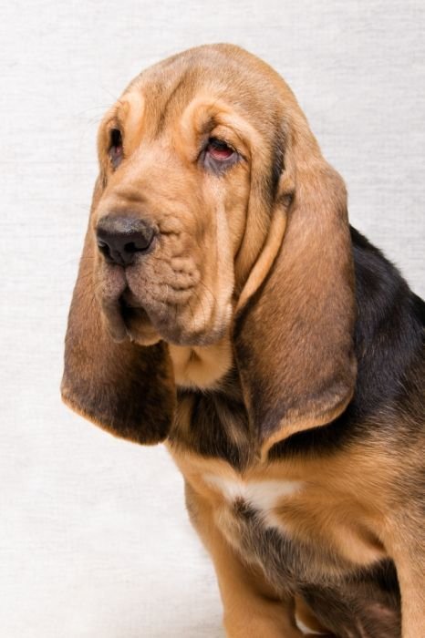 Bloodhound puppies for sale