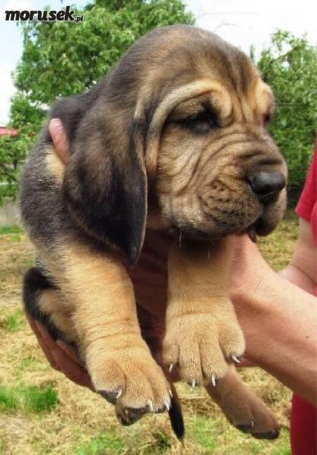 Bloodhound pup