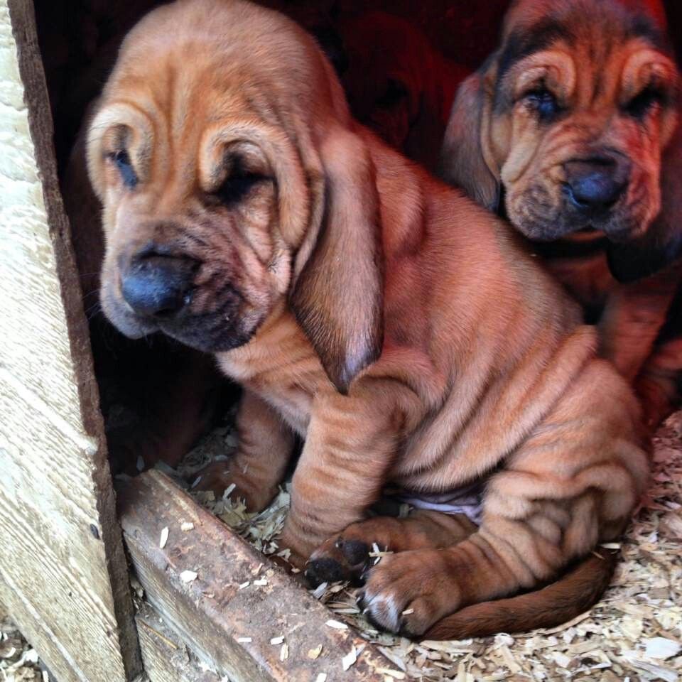 Find Bloodhounds to Adopt